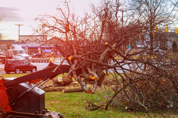 Reliable Philadelphia, MS Tree Care Solutions