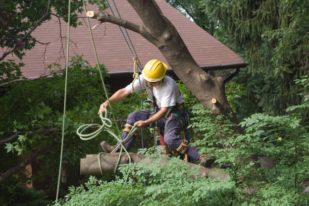 Best Tree and Shrub Care  in Philadelphia, MS